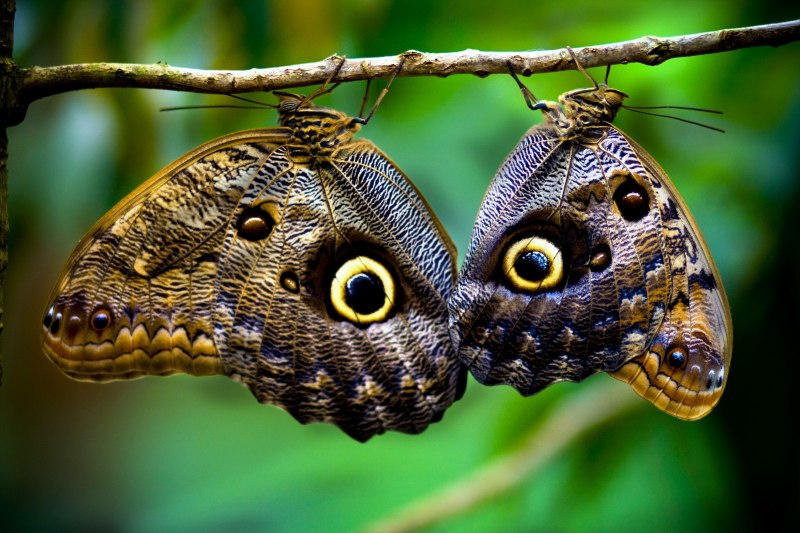 Caligo Idomeneus