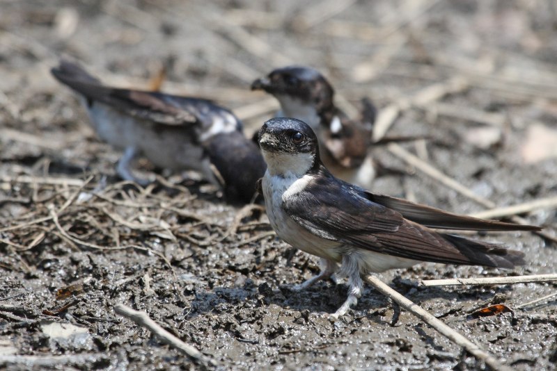Ptyonoprogne rupestris