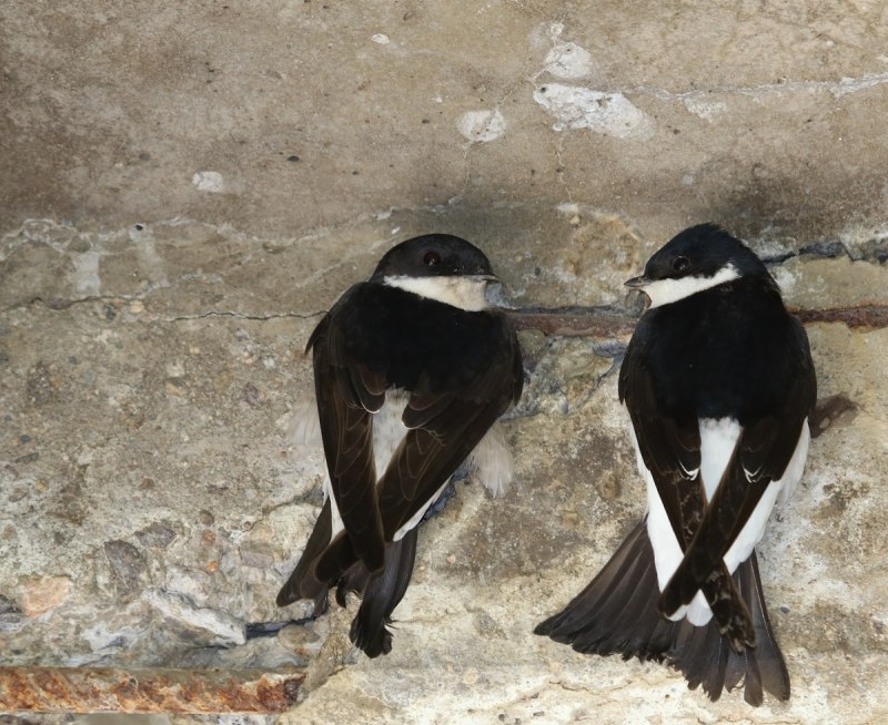 Delichon urbicum Linnaeus, 1758 – воронок