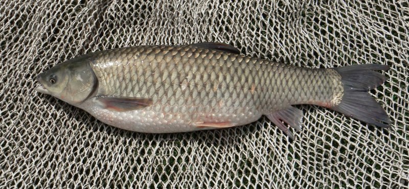 Сазан (Cyprinus Carpio)