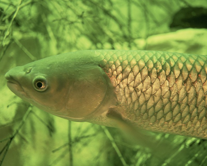 Карп (Cyprinus Carpio)