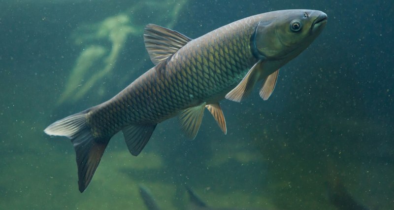 Черный Амур - (Mylopharyngodon piceus )