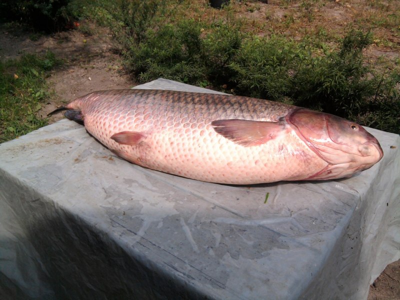Mylopharyngodon piceus