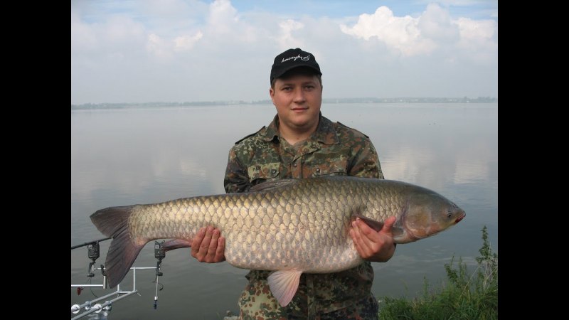 Белый Амур рыба