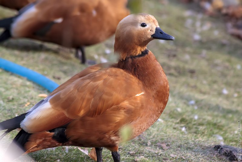 Огарь самка и самец