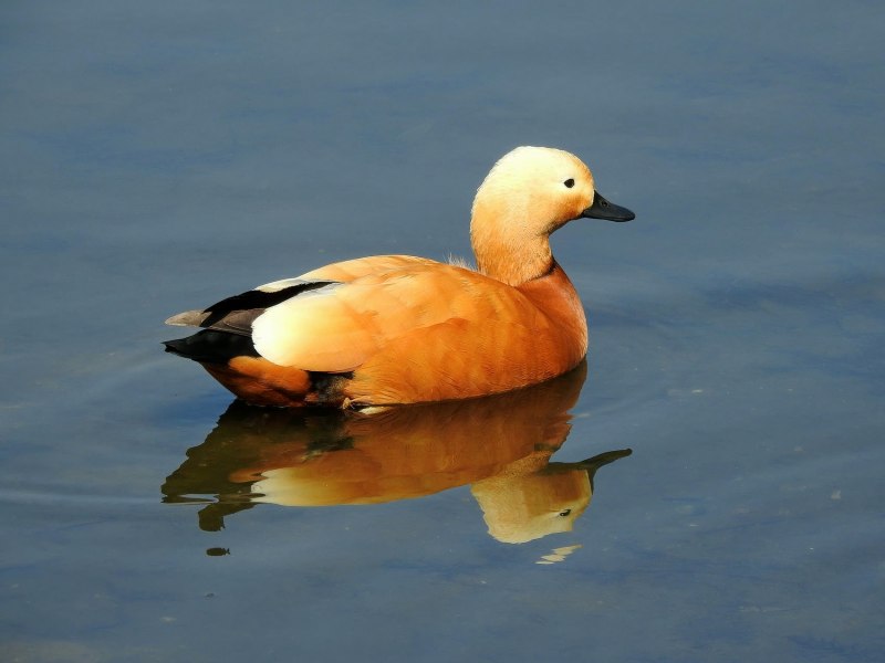 Огарь Tadorna ferruginea