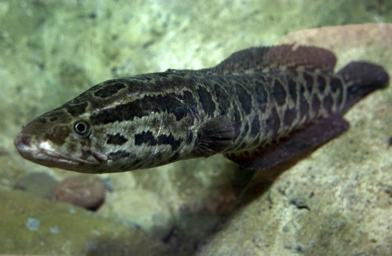 Channa pleurophthalma