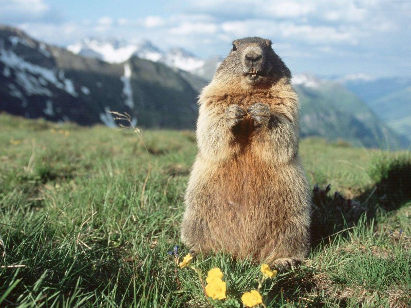 Сурок Степной, Байбак (Marmota Bobak)