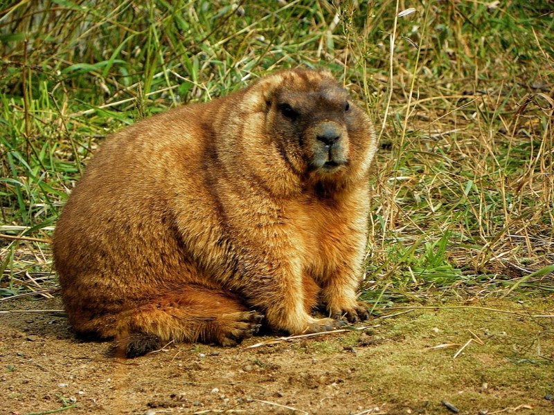 Альпийский сурок Мармот