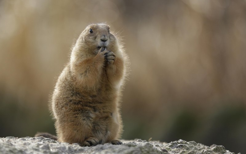 Сурок Степной, Байбак (Marmota Bobak)