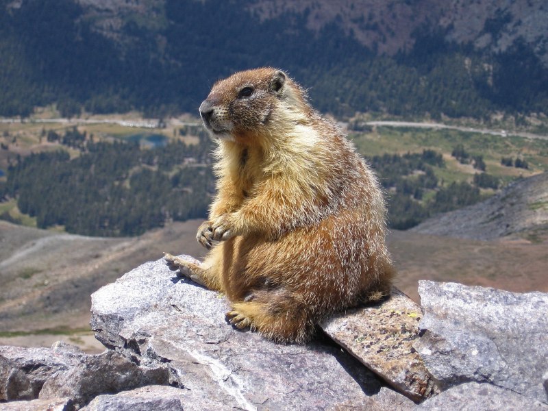 Сурок Степной, Байбак (Marmota Bobak)