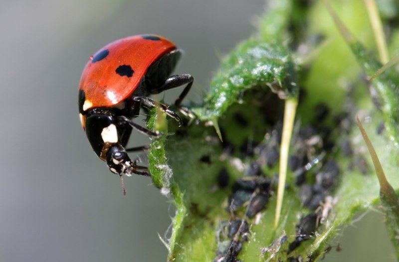 Двенадцатиточечная Божья коровка (Coleomegilla maculata)