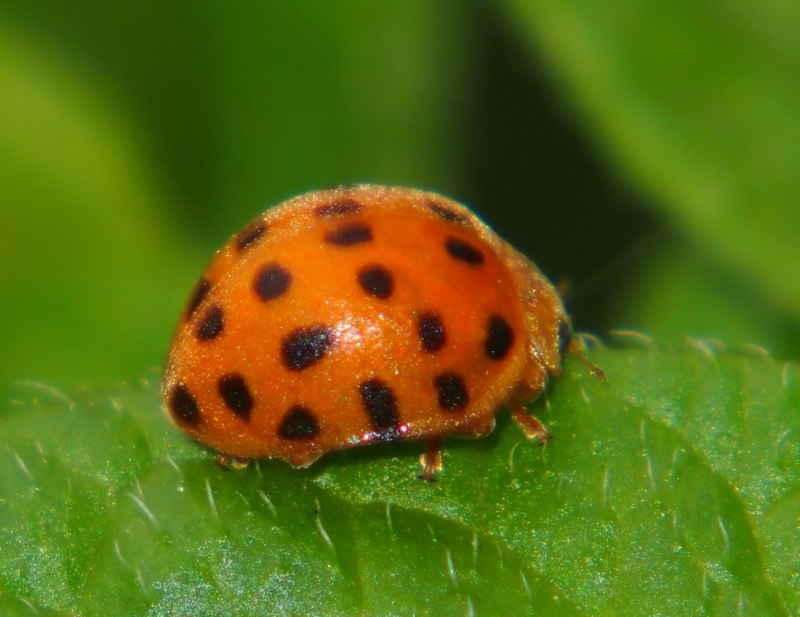 Азиатская Божья коровка (Harmonia axyridis)