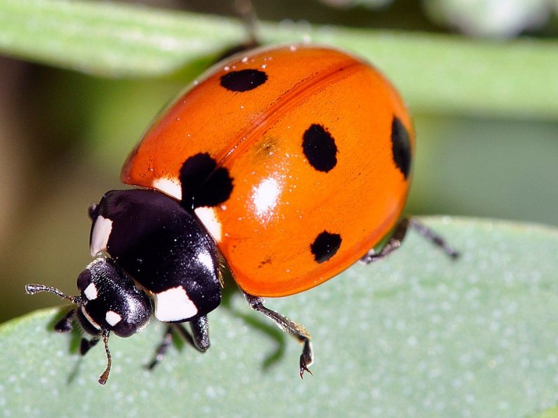 Божья коровка Harmonia axyridis