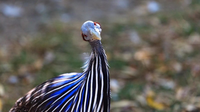 Crop Bird