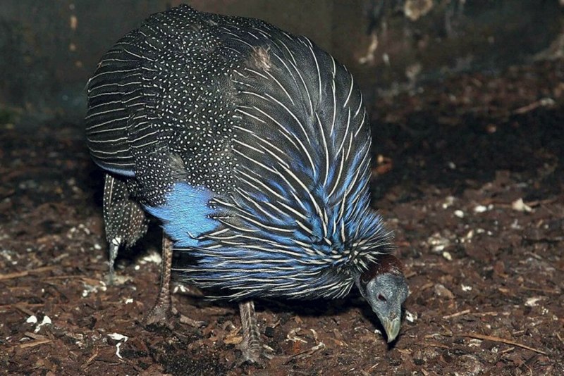 Vulturine Guineafowl