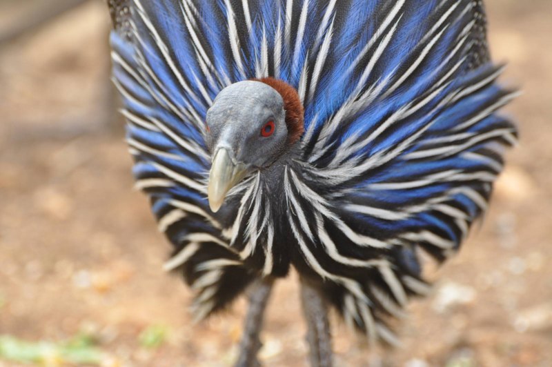 Vulturine Guineafowl