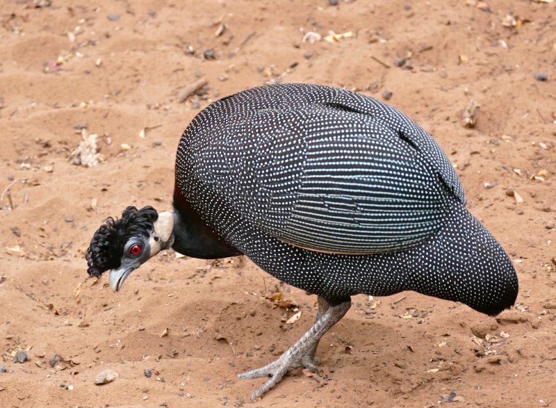Vulturine Guineafowl
