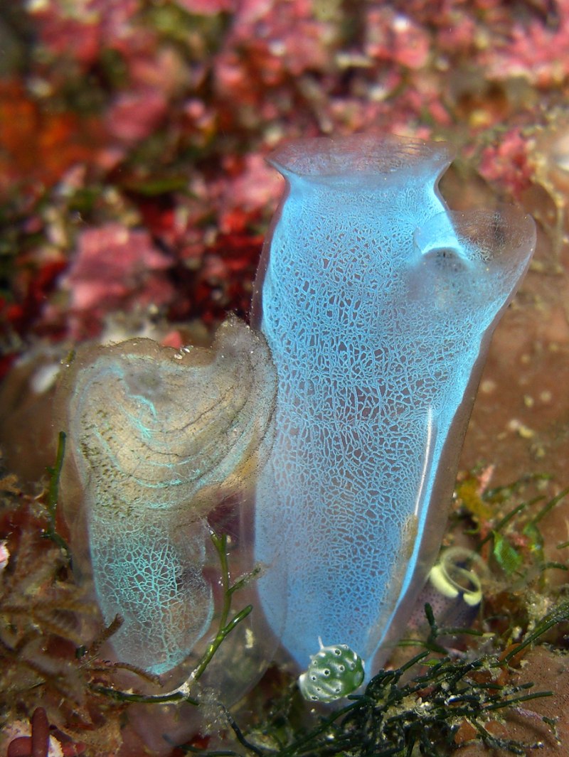 Водяной СЛИЗЕНЬ