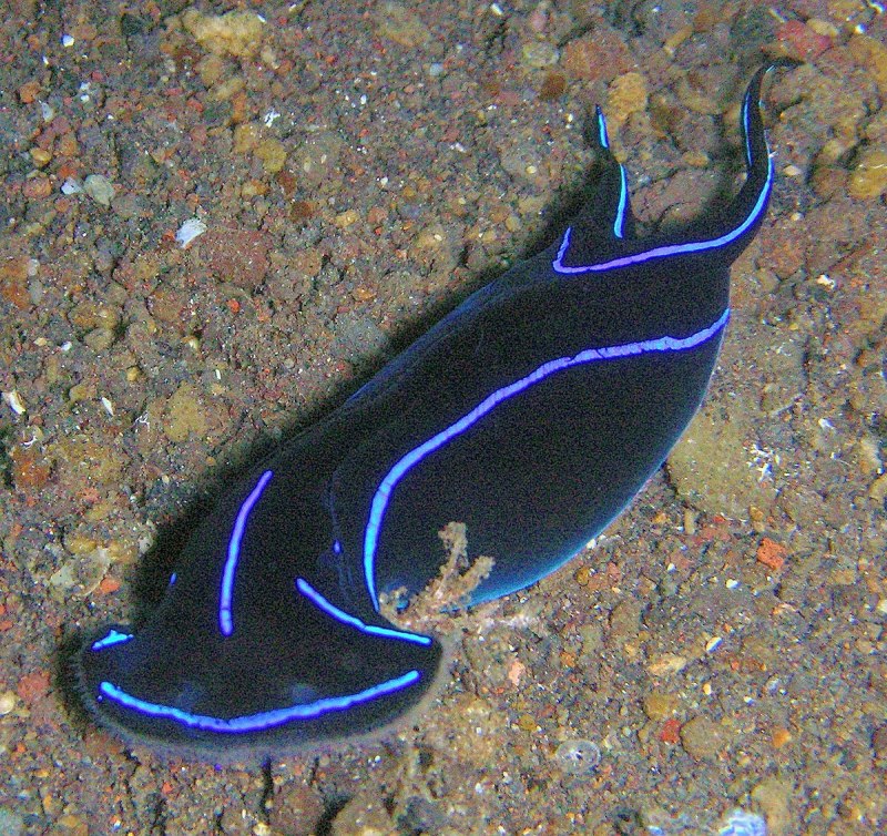 Голожаберные (Nudibranchia)