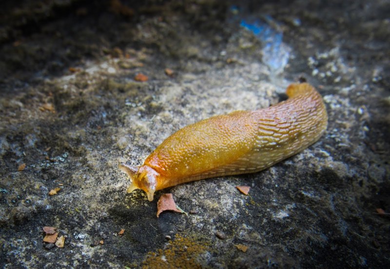 Морской СЛИЗЕНЬ Elysia chlorotica красный