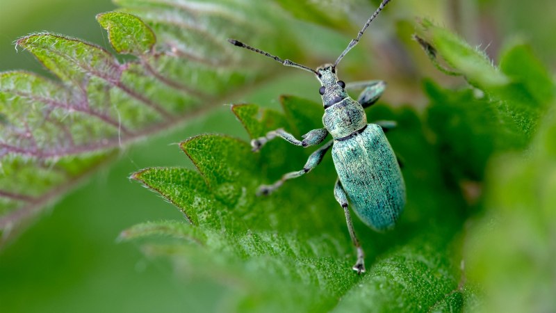 Plateumaris sericea