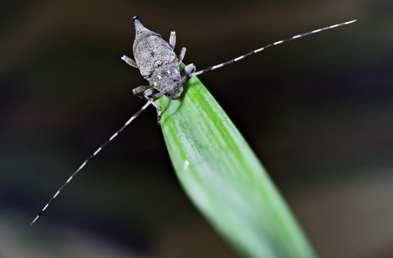 Жук Callidium violaceum