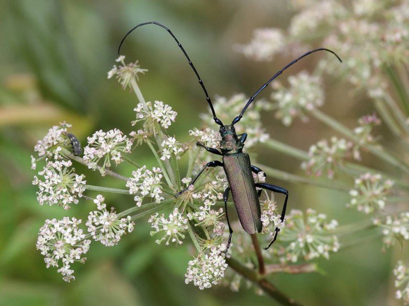 Malachius aeneus