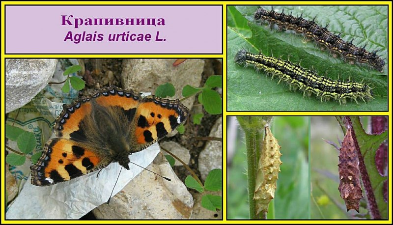 Гусеница Euproctis similis