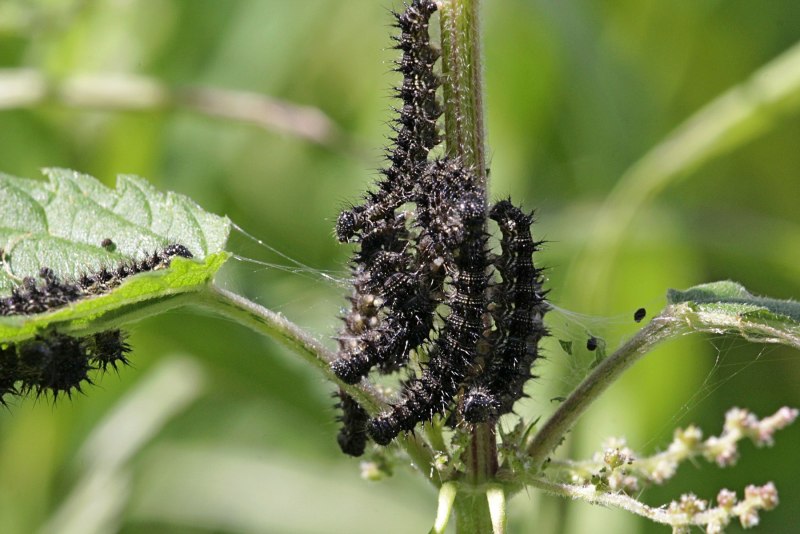 Гусеница Euproctis similis