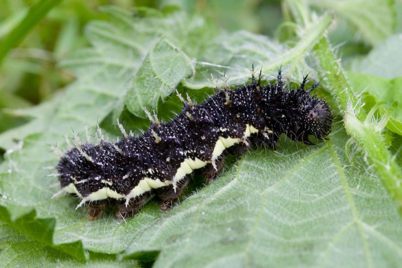 Гусеница Euproctis similis