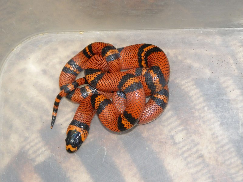 Гондурасская змея (67 фото)