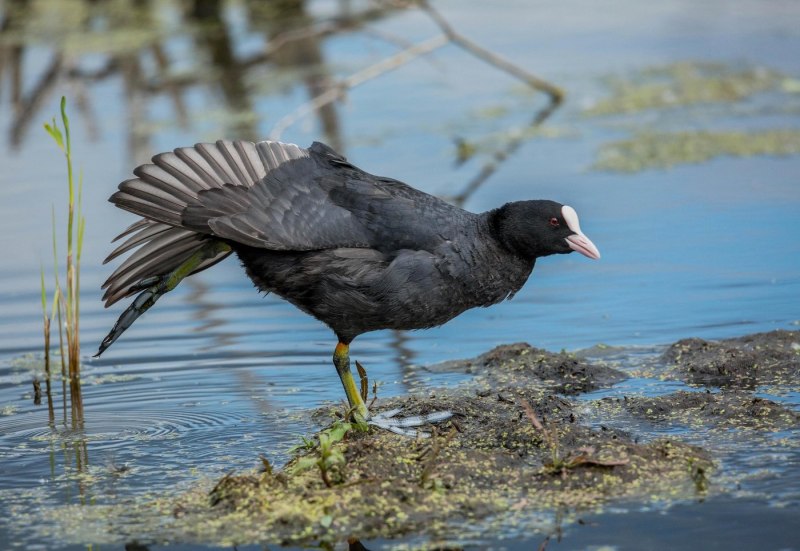 Лысуха – Fulica atra (l., 1758)