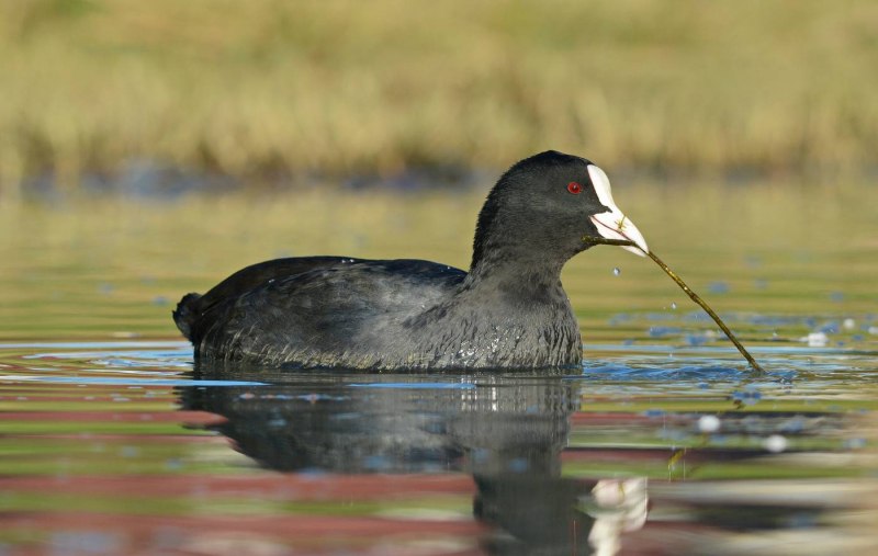 Лысуха (Fulica atra)