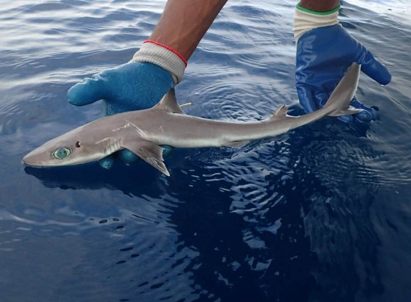 Etmopterus perryi