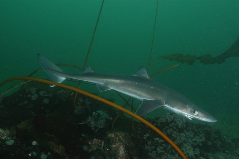 Squalus acanthias
