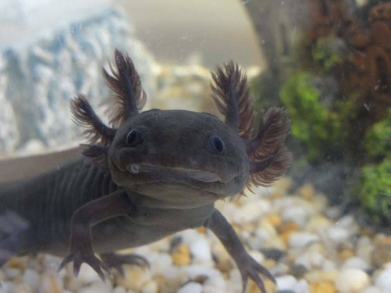 Ambystoma mexicanum