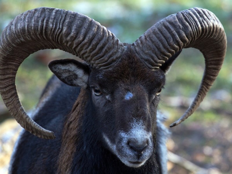 Альпийский Козерог (Capra Ibex)