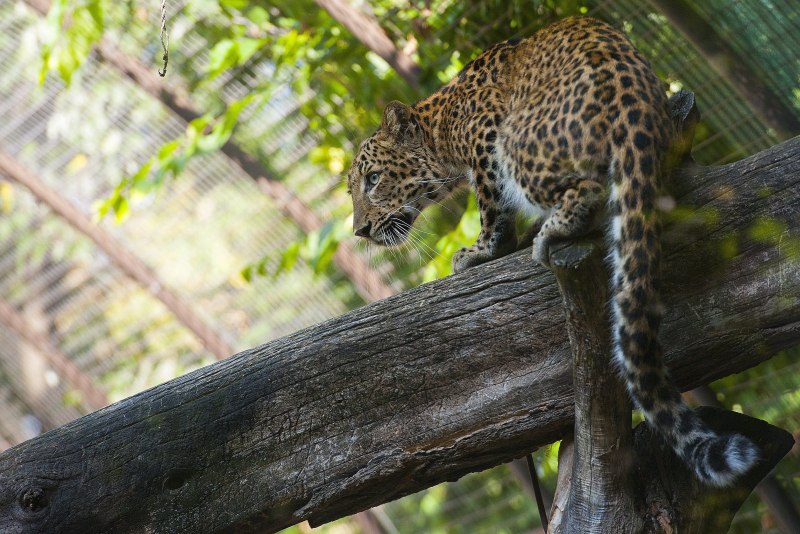 Леопард Panthera pardus