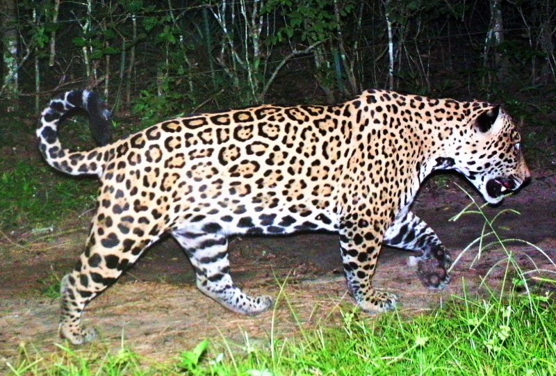 Prionailurus bengalensis