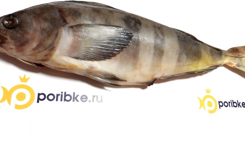 Терпуг Ладожский