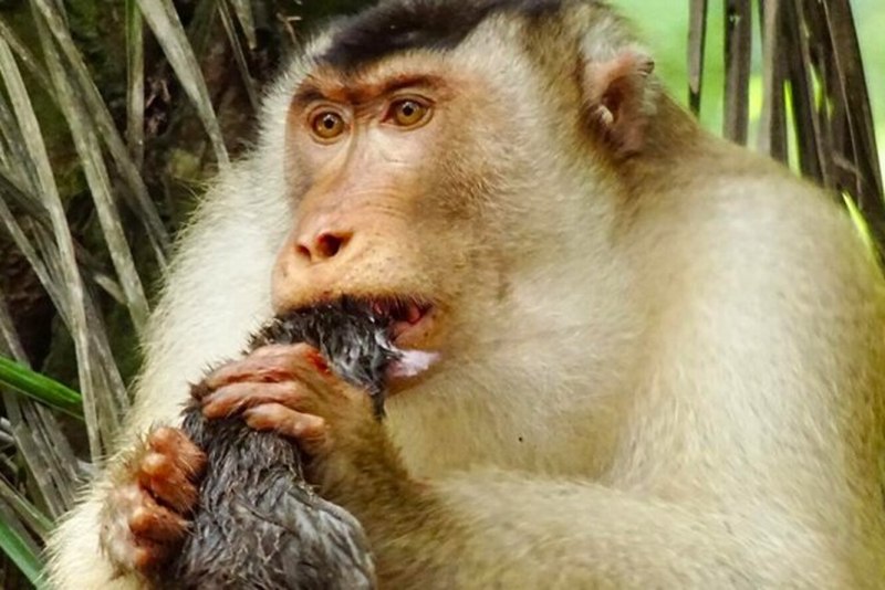 Macaca Leonina (Northern Pig-tailed macaque)