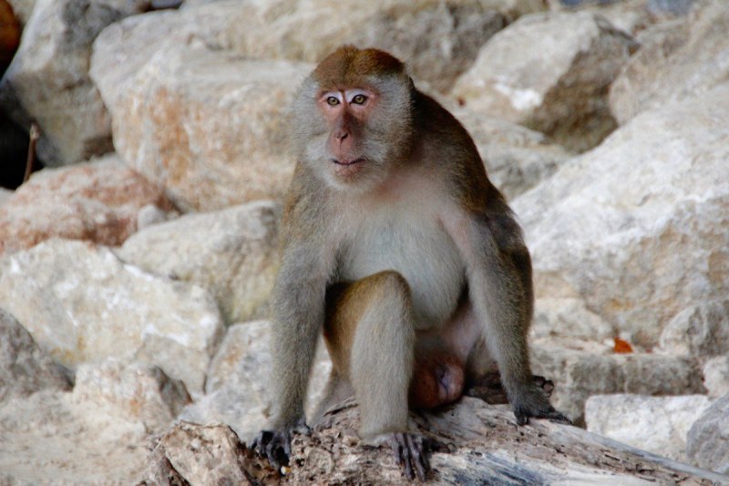 Macaca nemestrina nemestrina