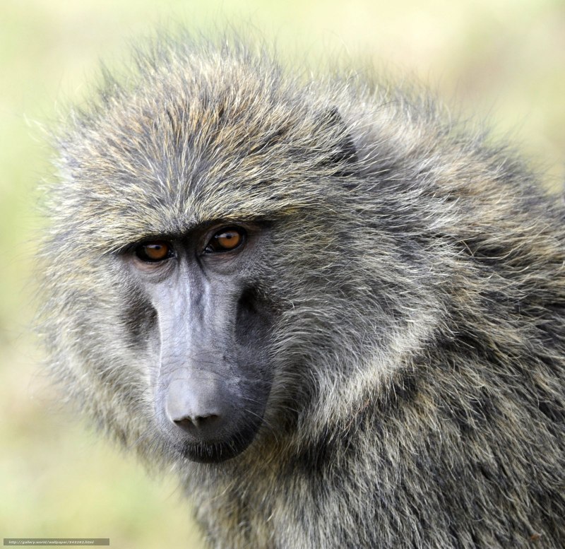 Король Лев Бабуин