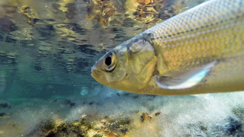 Coregonus nigripinnis