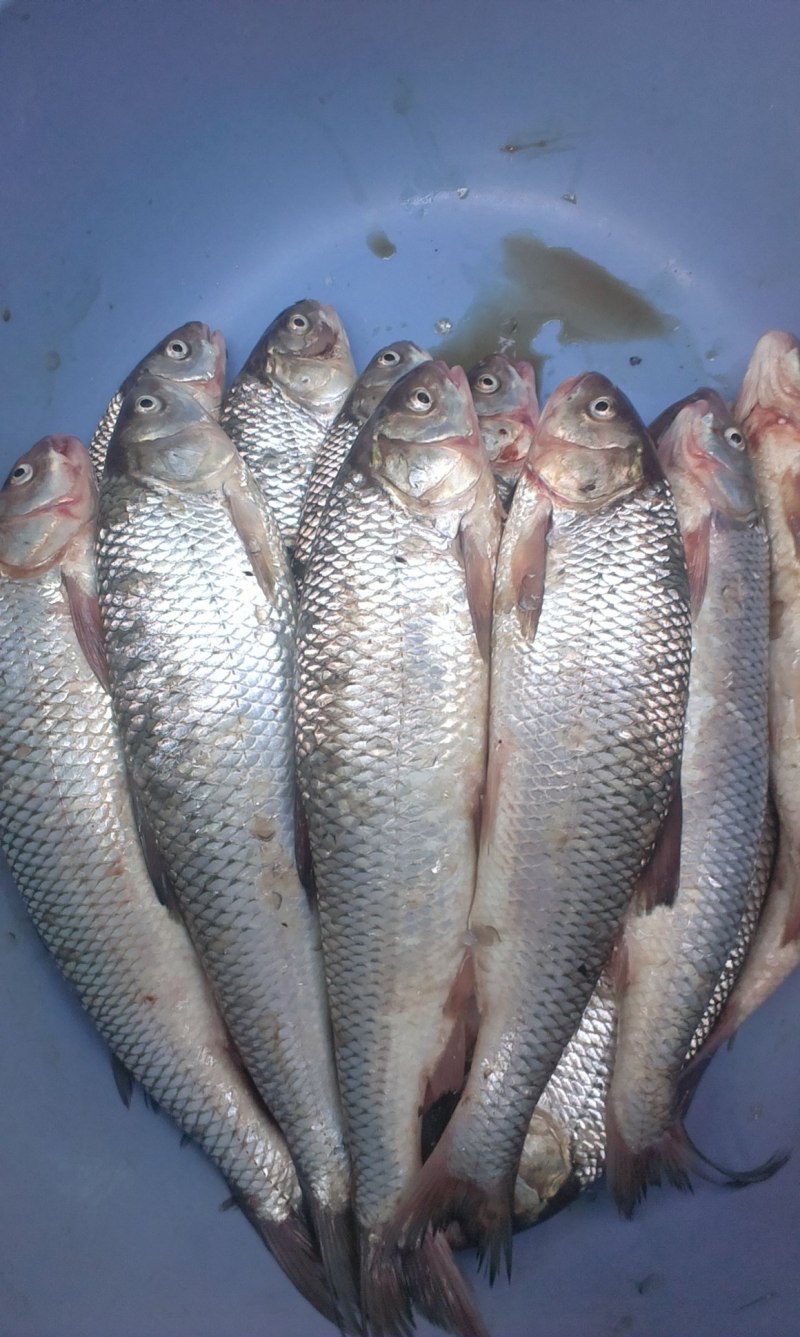 Кутум Каспийский