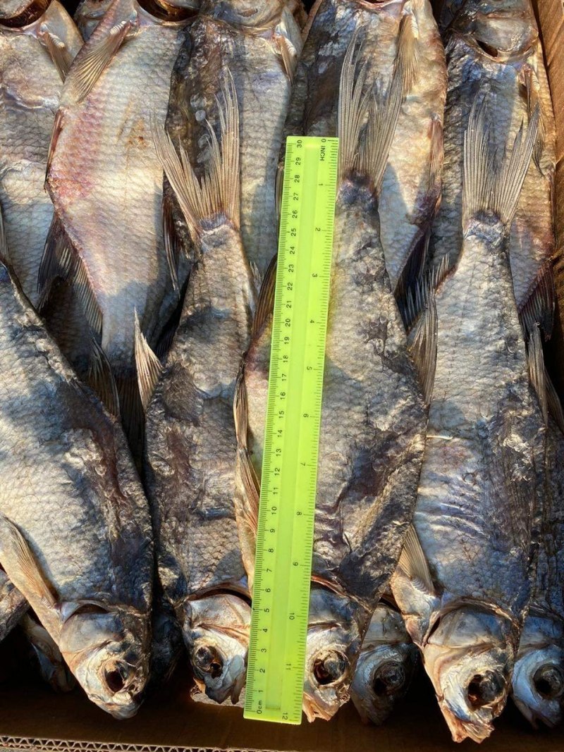 Рыба Каспийского моря кутум
