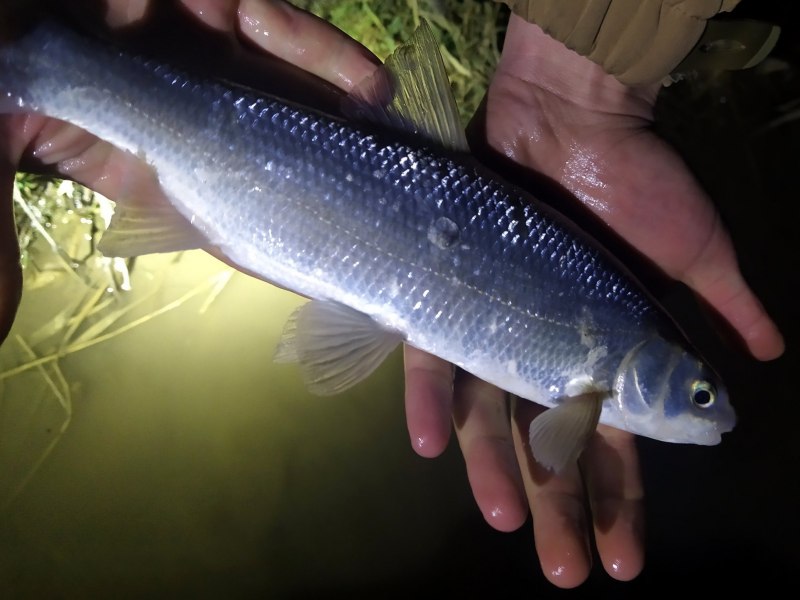Елец Leuciscus Leuciscus