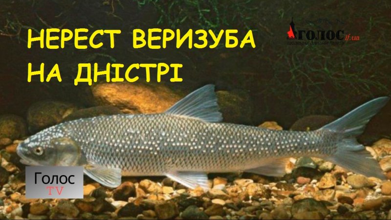 Кутум копченый