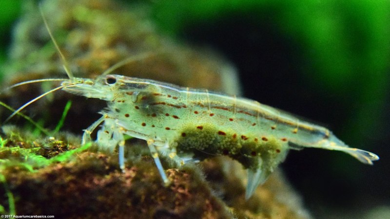 Креветки Amano